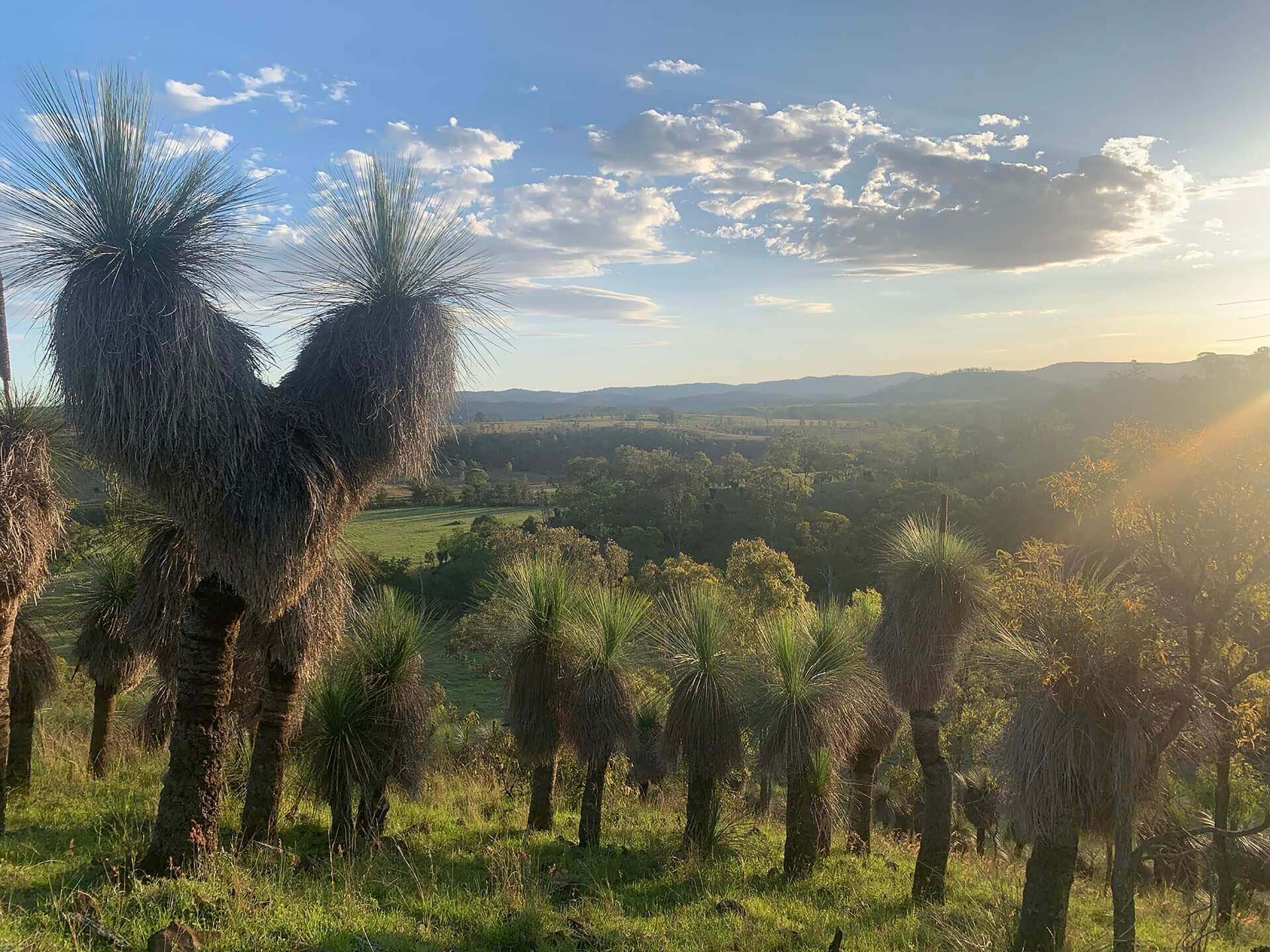 Tree out crop on the Bunya Beef farm