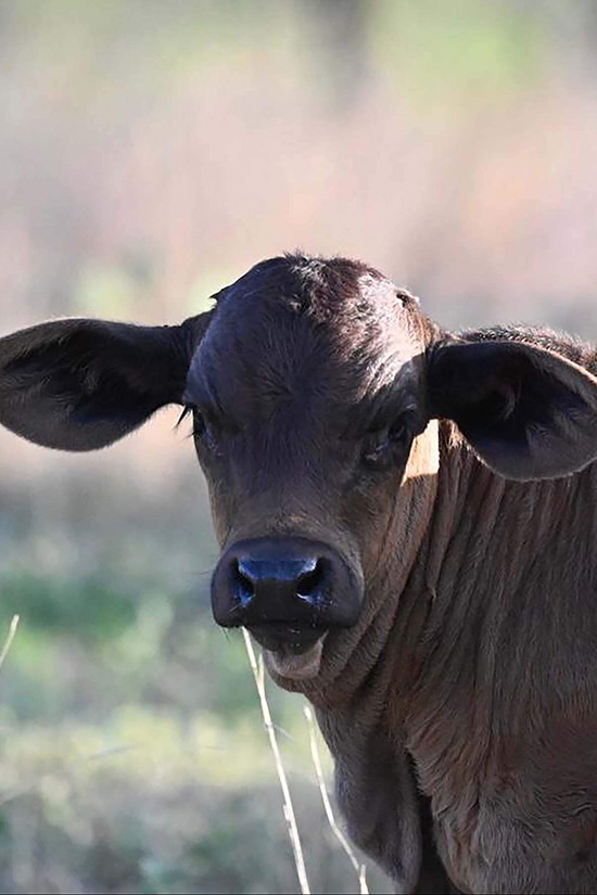 Black calf looking toward you