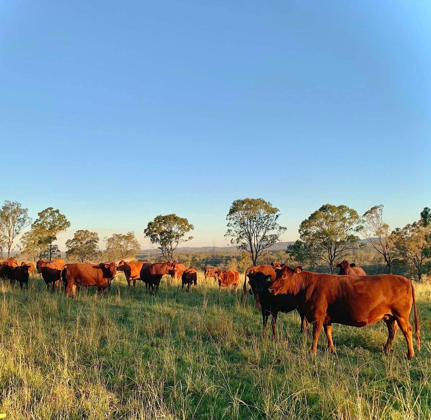 Bunya Beef Cattle on a hill
